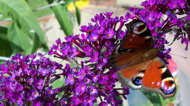 la, 3d and abstract, 1080P, mariposa, poso, posando, la flor, sobre, flor