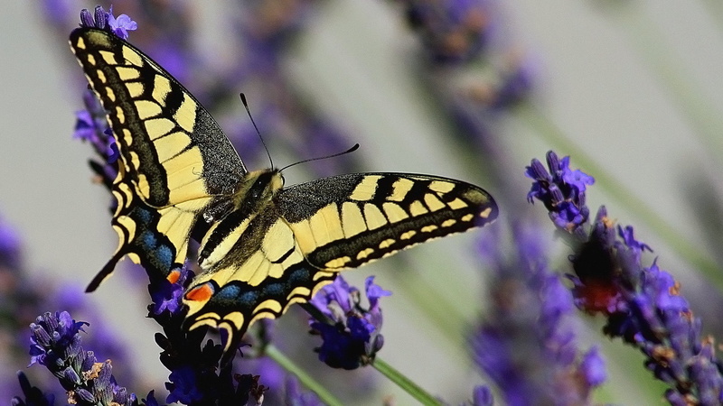 Mariposa, Negra, Animales, 1080P, Amarilla, Insecto