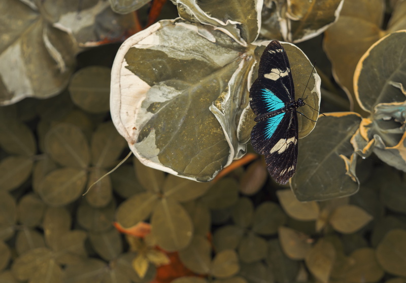 outdoors, naturaleza, invertebrate, palmira colombia, animal wing, nature, mariposa, dark butterfly, high angle view, zoology, blue, focus on foreground