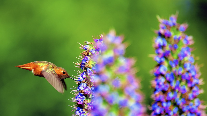 Mariposa, Colibri, shallow focus, birds, wildlife, animal, focus, 2K, photography, shallow, hummingbird, nature, Nature Photography, brown bird, bird