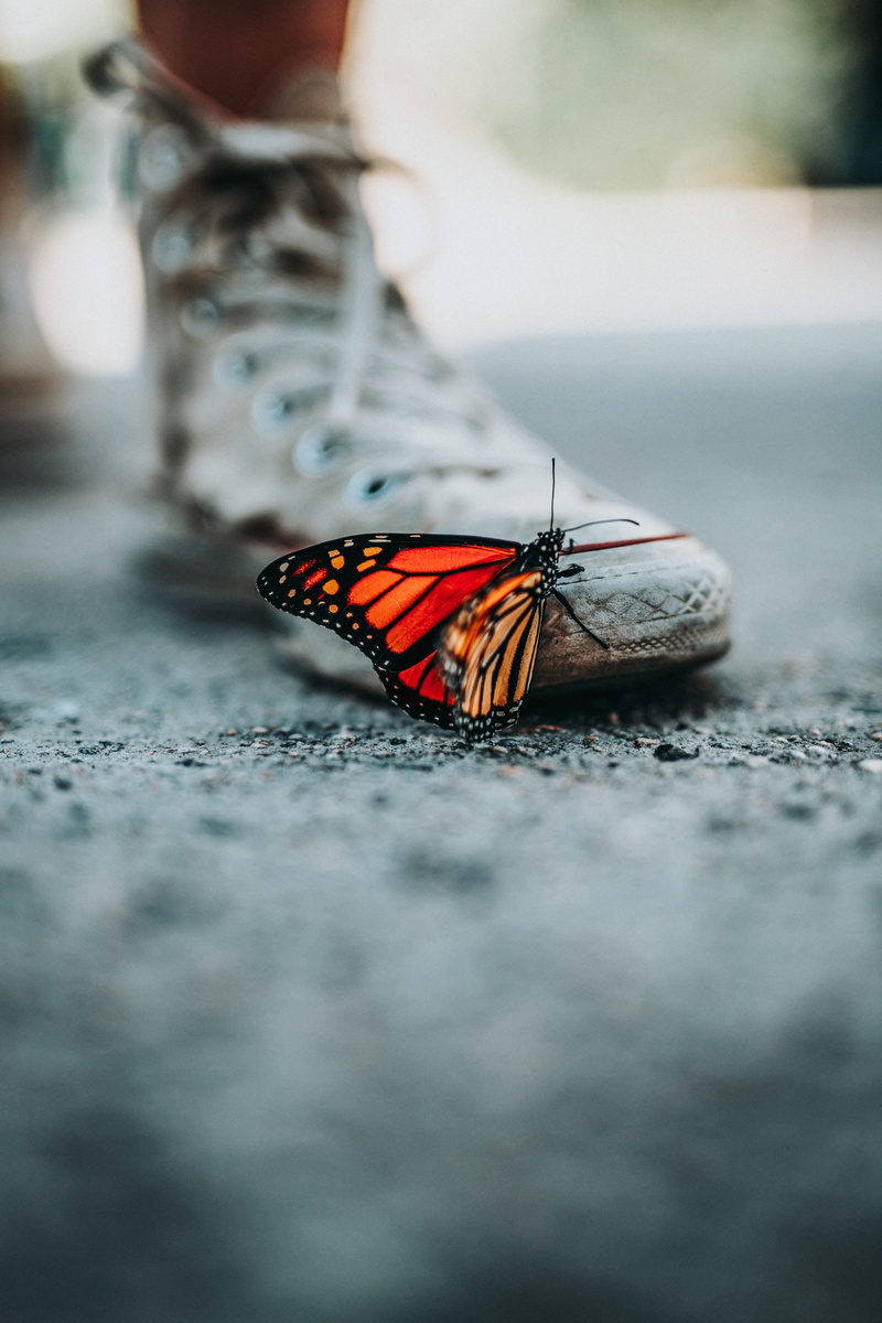 zapatilla, butterfly, industrial, animals in the wild, butterfly - insect, day, 5K, insect, invertebrate, wing, selective focus, photo, chuck taylor, chuck