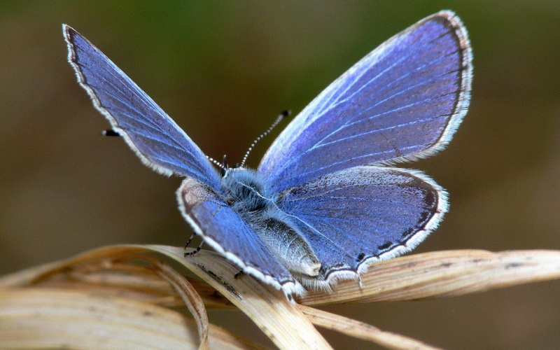 focus on foreground, nature, vulnerability, invertebrate, flower, moth, animal wing, animals in the wild, butterfly, plant, Mariposa, animal, butterfly - insect