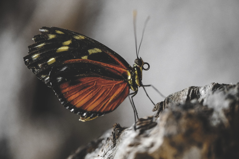 butterfly - insect, 8K, photography, wings, rock - object, one animal, insect, rock, nature, black, selective, butterfly, animal antenna, no people, animal