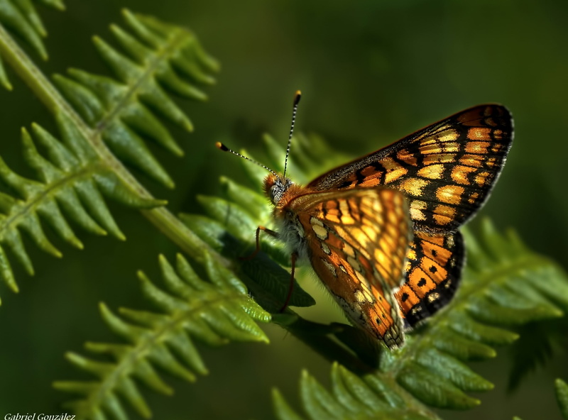 naturaleza, nikon, Fern, Butterflies, close-up, animal wildlife, plant part, 2K, Insects, animal wing, animal, animal themes, Spain, green color, butterfly