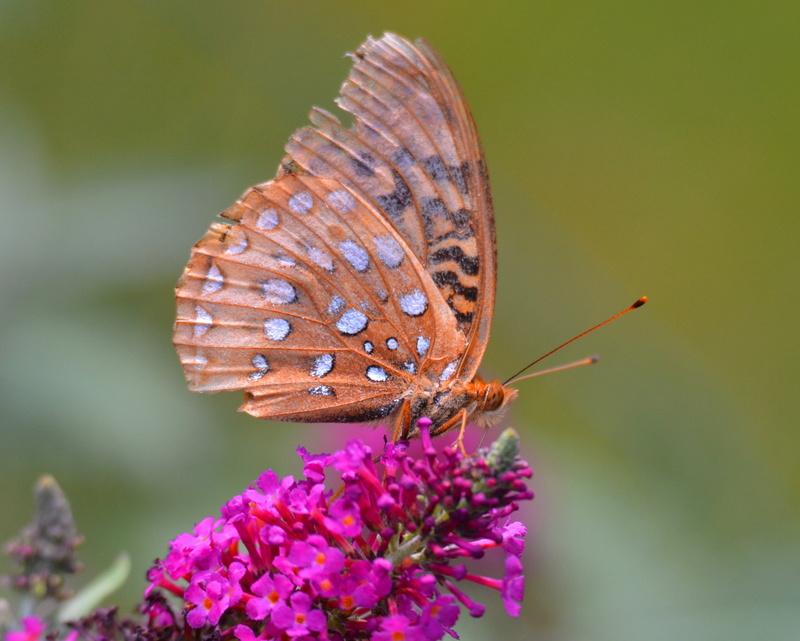 animal Wing, wildlife, purple, beauty In Nature, details, shallow, flower, butterfly garden, flowers, blossoms, butterfly, zipping, dots, profile, nature