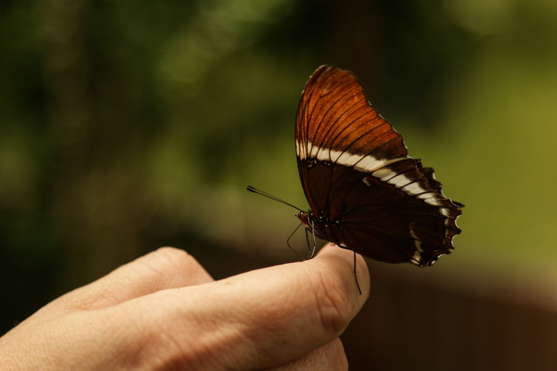 hand, animals in the wild, mano, focus on foreground, dedos, butterfly, human finger, animal Wing, naranja, insect, day, hojas, one animal, butterfly - Insect