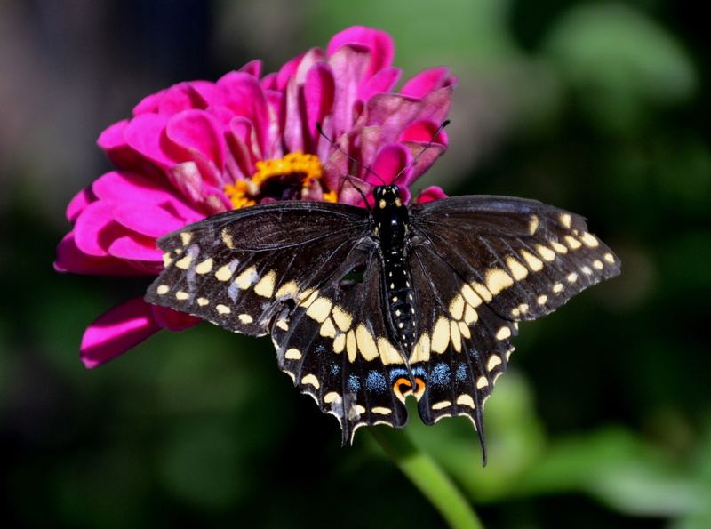 mariposas, coxarborateum, animal, no people, plant, fragility, focus on foreground, zinnia, 4K, flower, dayton, farhills, Swallow, animal themes, Nature