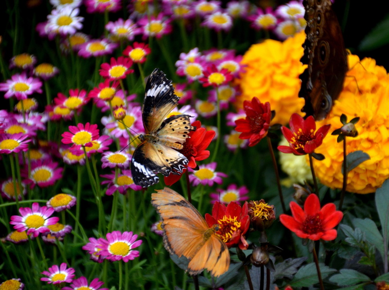 hamilton, Nature, farfalle, mtadams, unitedstates, Colorful, Buds, krohnconservatory, krohn, butterfly, mariposa, morocco, Conservatory, Cincinnati, Butterflies