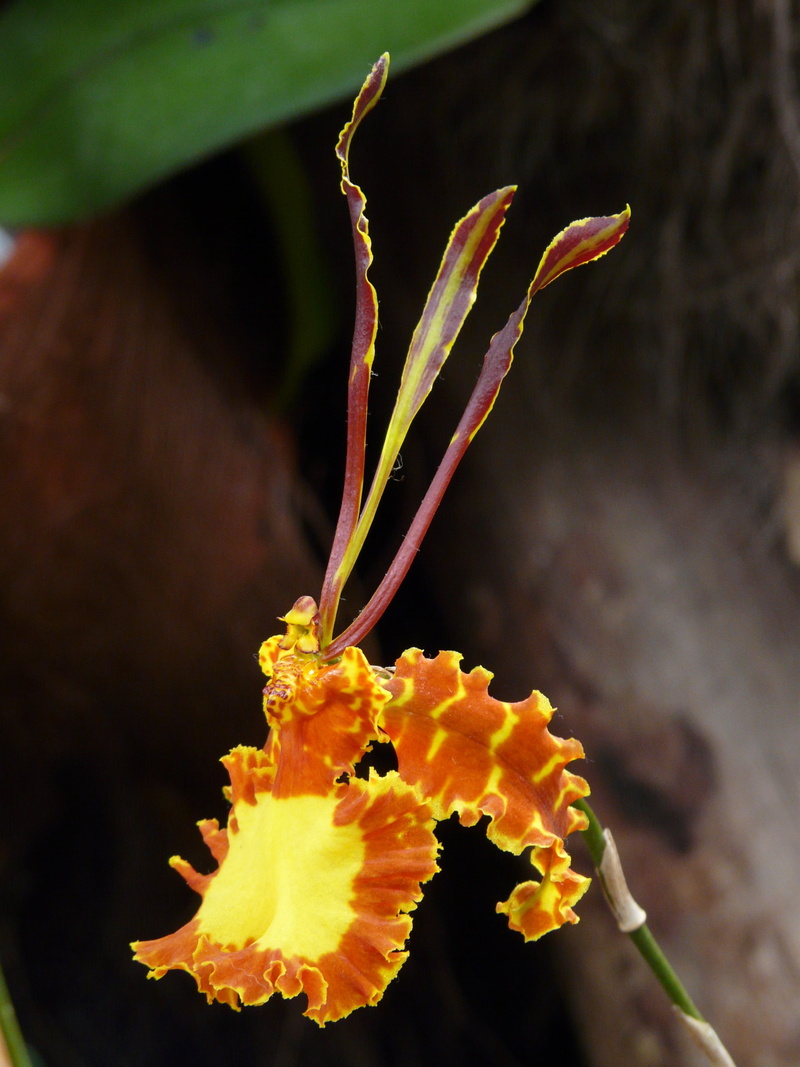 animal wildlife, nature, strong, yellow, mackerel, animal themes, focus on foreground, animals in the wild, beauty in nature, psychopsis, animal, 2K, outdoors