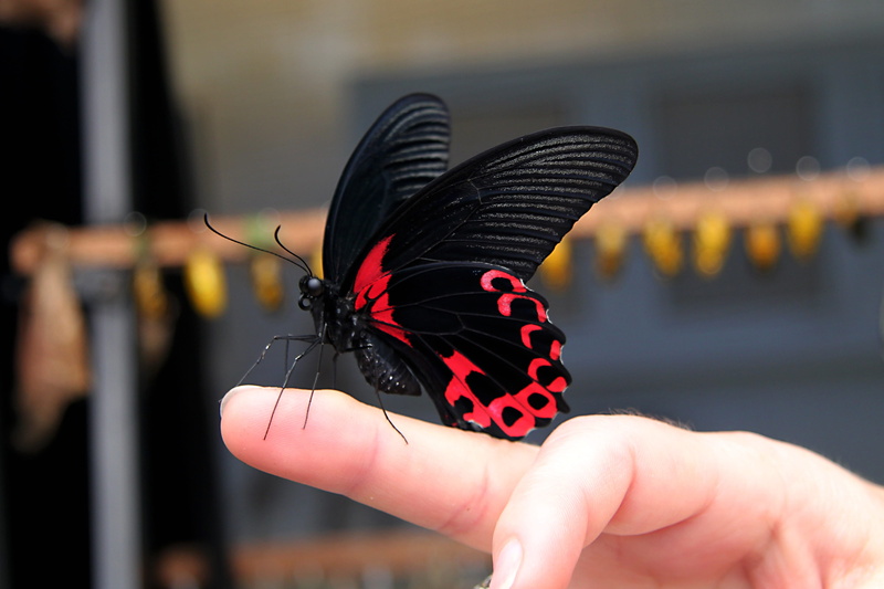 hand, body part, animal wing, animal themes, Insect, Mariposa, butterfly - insect, black color, real people, holding, close-up, focus on foreground, one person