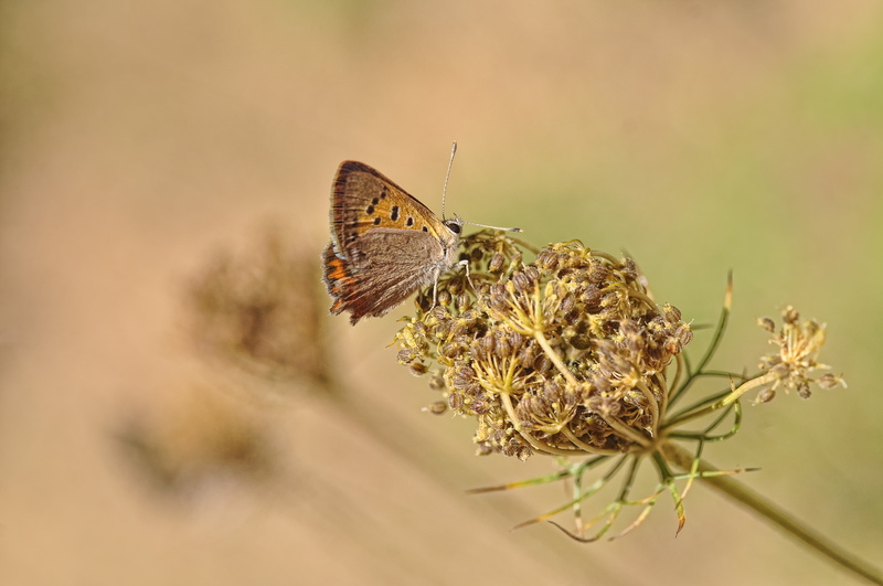 paruparo, summer, nature, butterfly, brown, flower, Manto, Bicolor, insect, macro, Lycaena Phlaeas, butterfly - Insect, schmetterling, 4K, papillon, farfalle