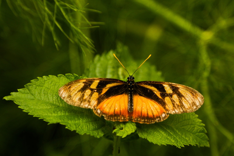 animal wildlife, plant part, mariposa, plant, animal themes, animal Wing, focus on foreground, verde, bicho, pollination, invertebrate, summer, growth