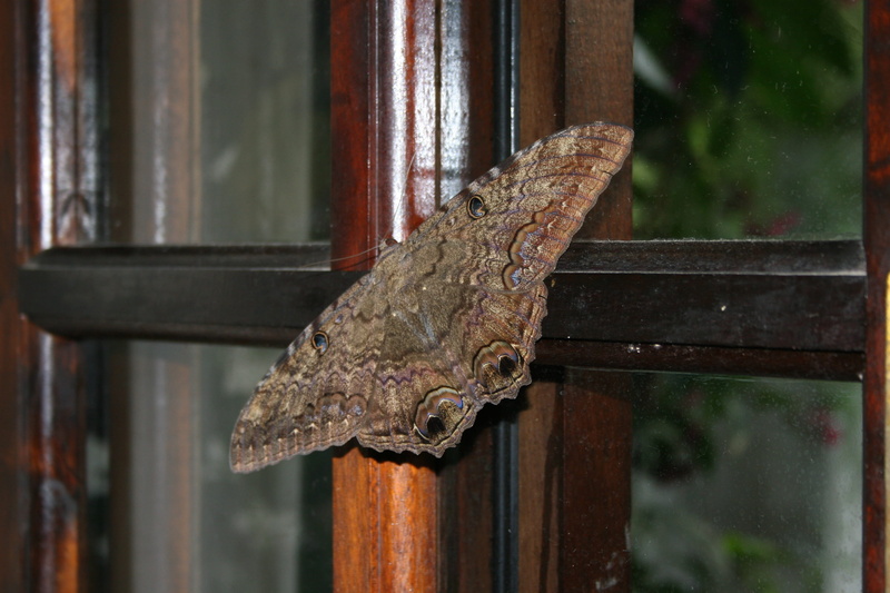 animal, nature, reptile, animal themes, animals, lizard, metal, animal wildlife, one animal, day, insect, gecko, animals in the wild, mariposa, outdoors