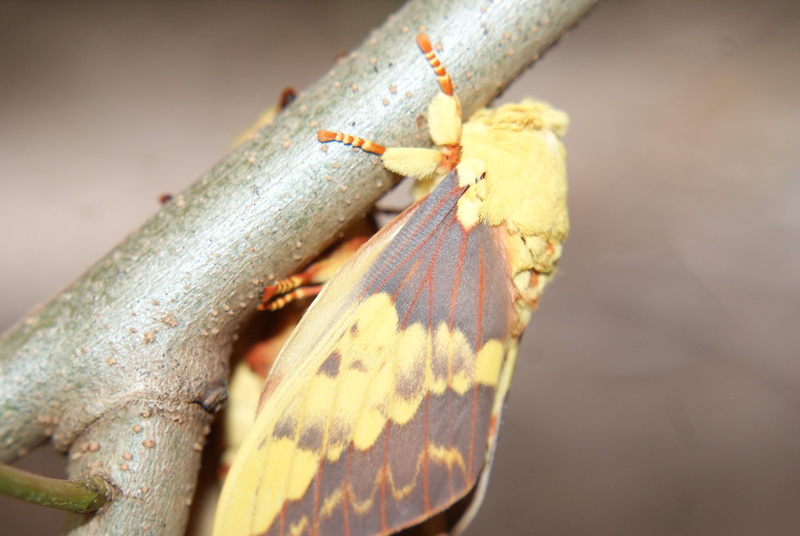 no people, mariposa, 4K, british, outdoors, casal, textured, selective focus, plant, wings, leaf, focus on foreground, animal themes, insect, pattern