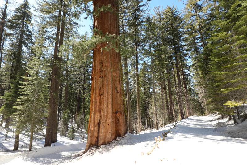 no people, snow, yosemite, tuolumne county, fir, growth, nature, coniferous tree, pine, beauty in nature, path, pine tree, land, birch, covering, woodland