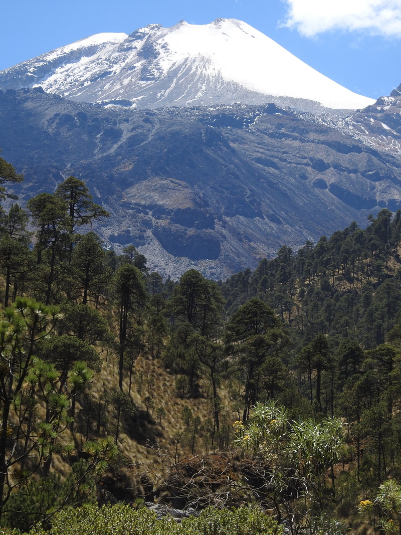diimine, mountain, non-urban scene, beautiful, glacier, plant, trees, veracruz, pine, environment, tranquility, snow, tree, tranquil scene, forest, snowcapped mountain