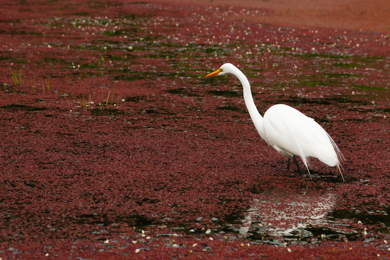 animal themes, outdoors, bird, garza, ave, one animal, nature, day, vertebrate, pico, egret, animals in the wild, searching, naturaleza, animal wildlife