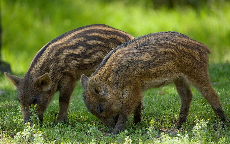 animal family, animal themes, vertebrate, plant, group of animals, outdoors, young animal, no people, wild boar, nature, animals in the wild, two animals