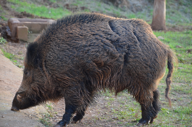 nature, outdoors, livestock, dangerous, animals in the wild, swine, mammal, wild boar, day, pig, animal wildlife, wild, land, herbivorous, boar, animal themes