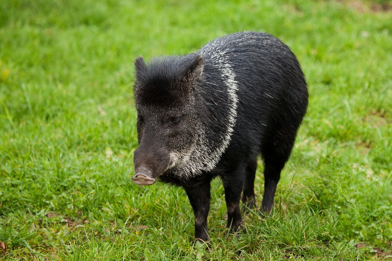 outdoors, animal wildlife, one animal, peccary, 4K, vertebrate, grass, mammal, collared, black color, standing, Boar, field, domestic animals, herbivorous