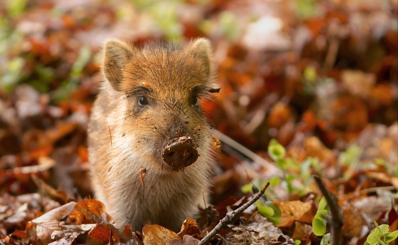 animal body part, one animal, Cute, land, change, young animal, food, outdoors, nature, Wild, 2K, mammal, wild boar, leaf, hungry, brown, animal head