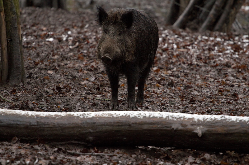 selective focus, one animal, day, wild, animals, pig, animal wildlife, wild boar, forest, black, nature, no people, boar, animal themes, standing, animals in the wild