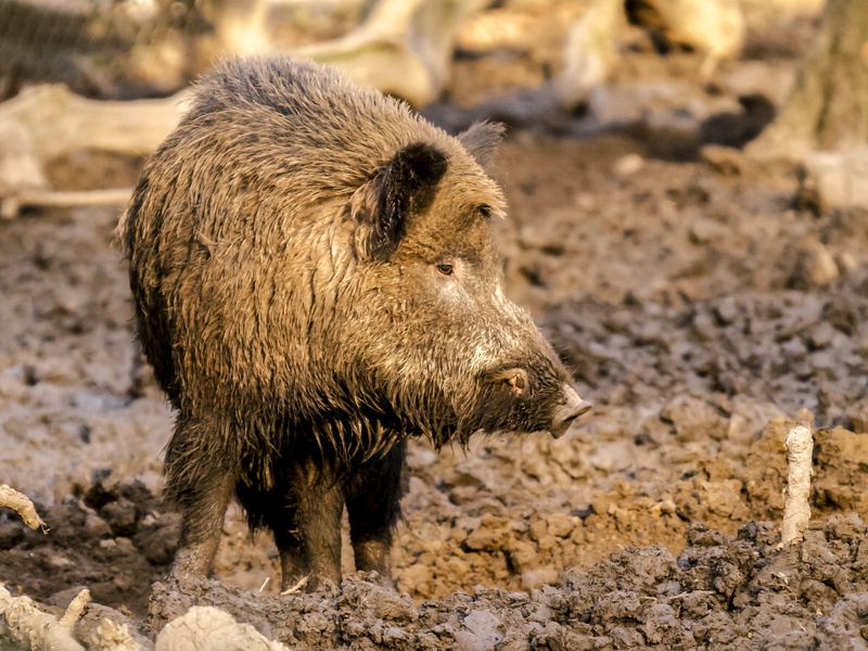 animal wildlife, zoology, field, animal themes, day, land, Mammal, dirt, no people, animals hunting, vertebrate, 4K, brown, outdoors, herbivorous, animals in the wild