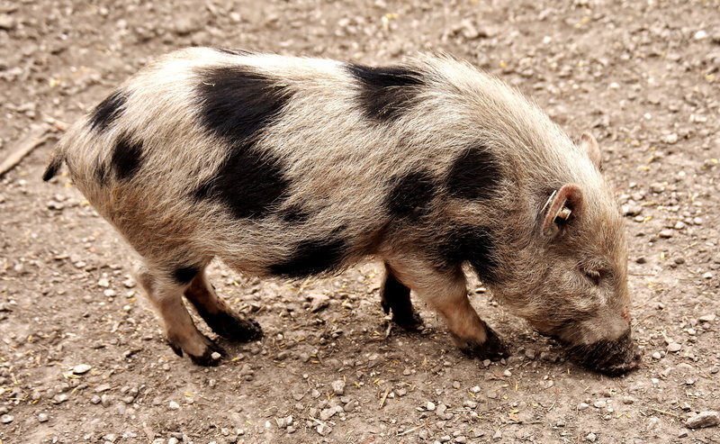 pig, high angle view, hog, animals in the wild, livestock, grazing, wild boar, 5K, day, daytime, outdoors, cute, miniature pig, black, animal themes, standing