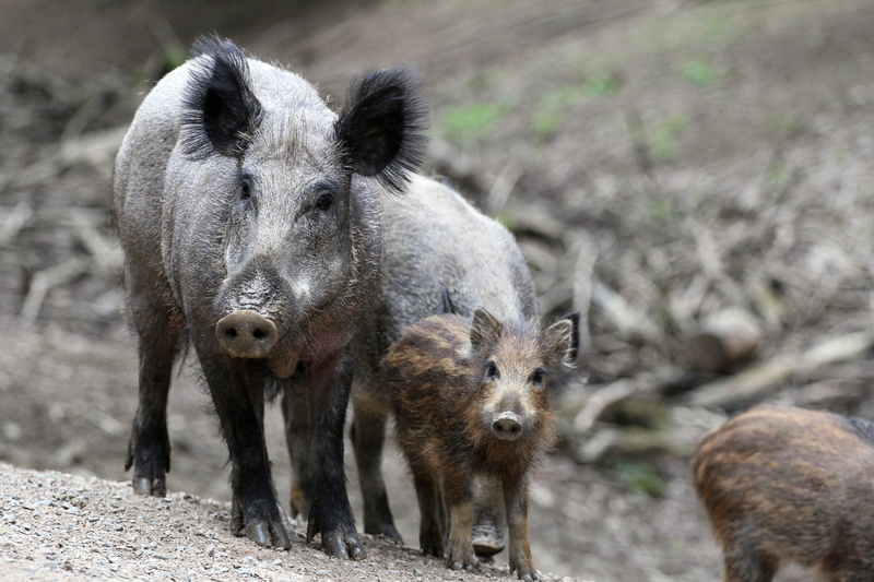 boar, piglet, bache, rooting, wild Boar, sow, livestock, young, cute, domestic, two animals, nature, gray, pig, animals In The Wild, domestic animals, young animals