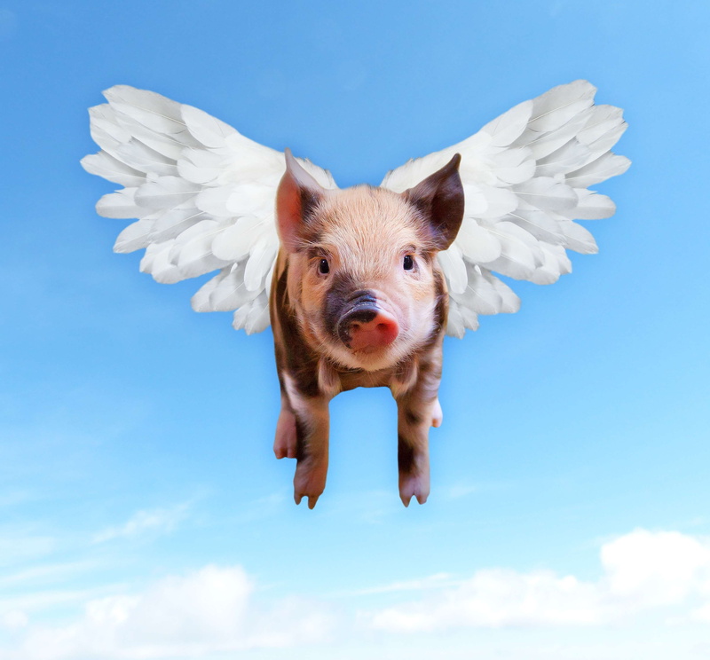 royalty, domestic animals, mixup, portrait, remix, photos, cloud - sky, nature, animal, wings, humor, image, hog, looking at camera, studio shot, digital composite