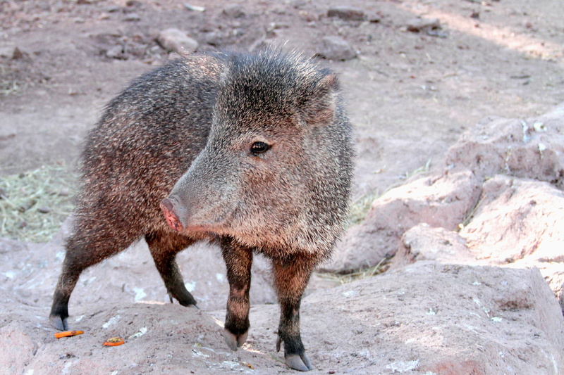 field, animal wildlife, outdoors, day, focus on foreground, arizona, animals in the wild, close-up, herbivorous, rock, pig, hog, vertebrate, mammal, no people