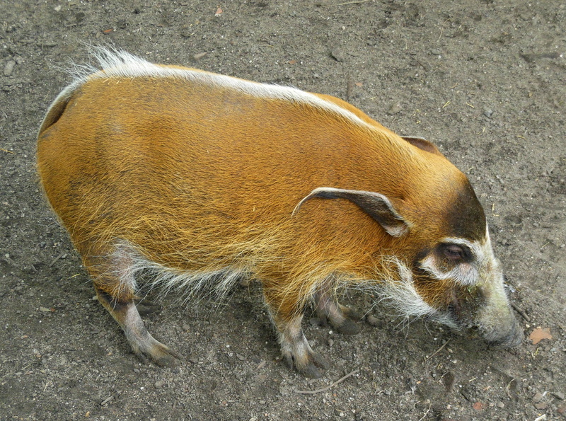 land, high angle view, vertebrate, wild boar, day, pets, domestic animals, sleeping, animal wildlife, animal themes, rainforest, nature, one animal, hog