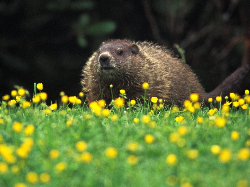 hog, ground, animals, 720P