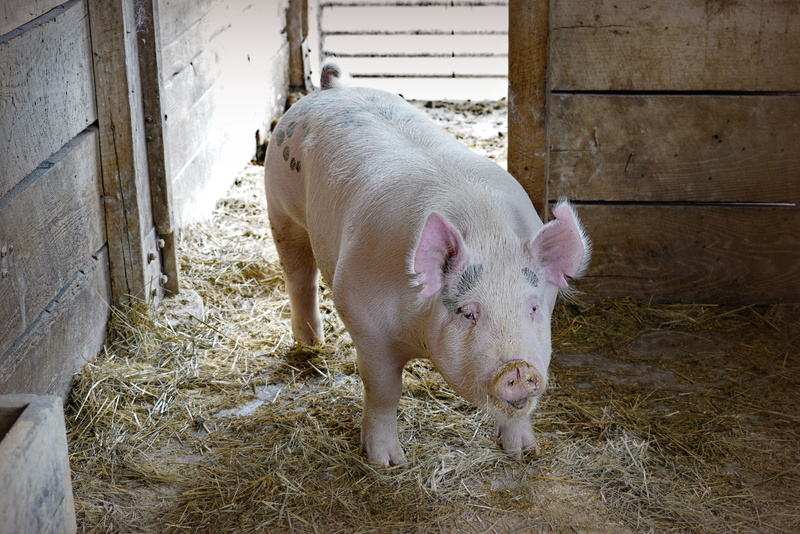 outdoors, pets, agricultural building, pig, domestic animals, vertebrate, agriculture, farm, no people, animal pen, mammal, animal, 5K, standing, one animal