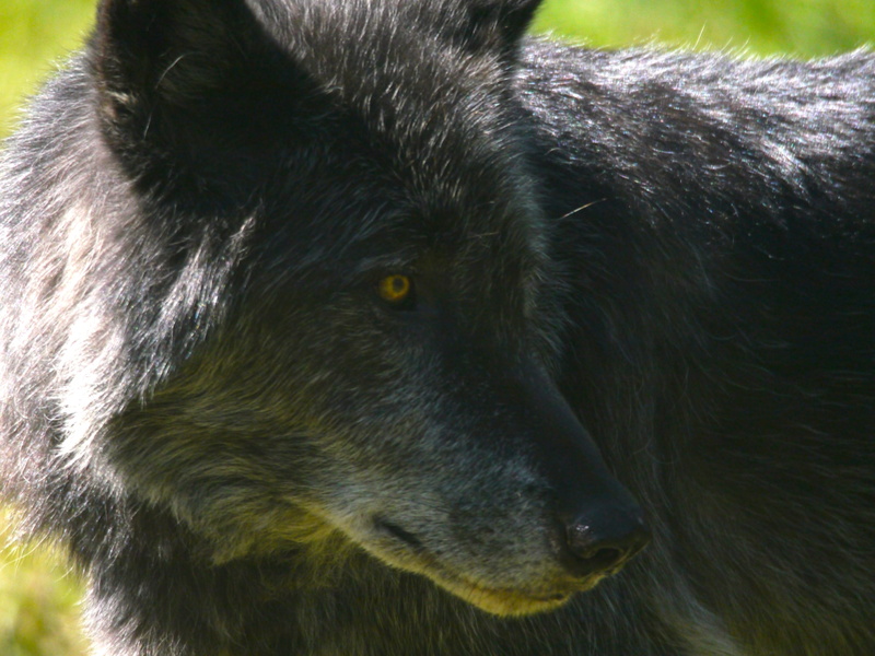 hair, animal body part, animal wildlife, canada, yamnuska wolfdog sanctual, black color, snout, dog, food, one animal, animal head, bear, day, canine, animal hair