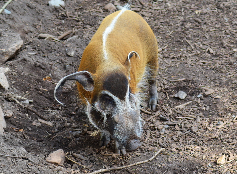 animals in the wild, pig, 2K, dirt, piglet, animal themes, animal wildlife, no people, wild Boar, africa, domestic Pig, day, high angle view, bush pig