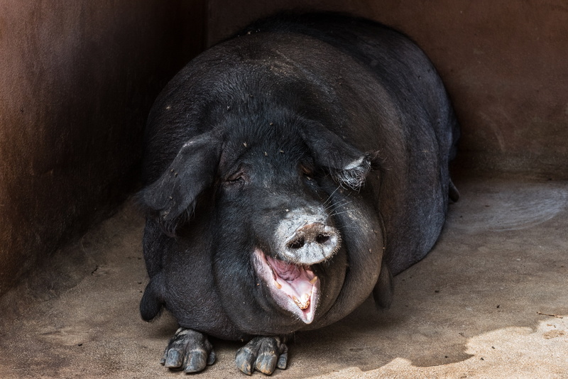 brown, mammal, gray, land, no people, 4K, animal mouth, pavement, day, animal wildlife, surface, close-up, portrait, relaxation, herbivorous, black color