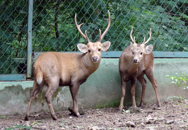 fawn, standing, wild life, vertebrate, looking at camera, group of animals, nature, deer, animal themes, fauna, barrier, no people, outdoors, hog deer