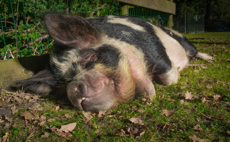 land, animal, black, vertebrate, farming, pink, one animal, lying down, snout, outdoors, petting farm, resting, animals in the wild, relaxation, livestock