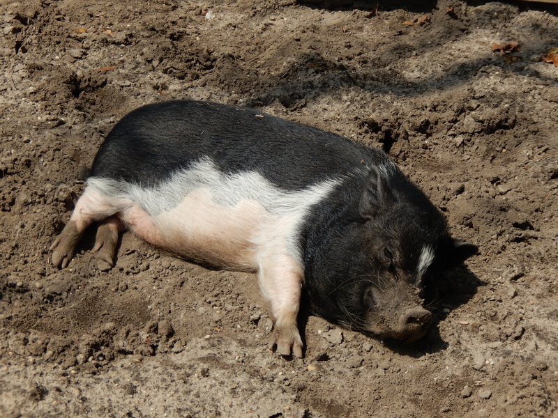 livestock, pig, field, hog, animal themes, nature, cute, mammal, 4K, dirt, farm, land, sleeping, pets, lying down, pork, domestic Pig, vertebrate, one animal