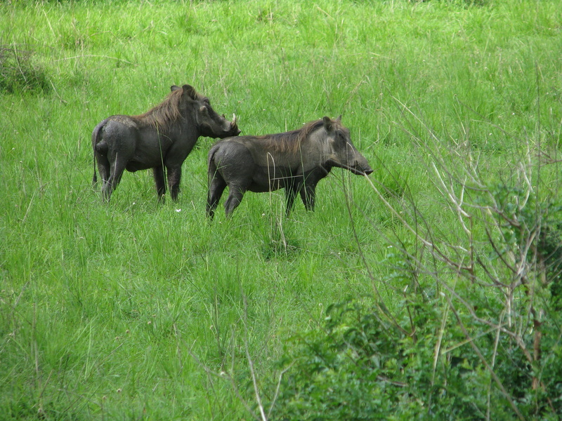 pets, horse, two animals, animal wildlife, herbivorous, 2K, grass, plant, vertebrate, wildlife, mammal, no people, fauna, african, land, animal, green color