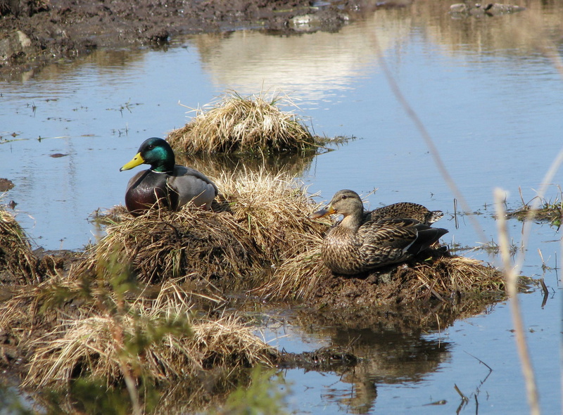 animal wildlife, animal, reflection, mating pair, group of animals, outdoors, nature, water, plant, mallard, young animal, togetherness, moneymore, day