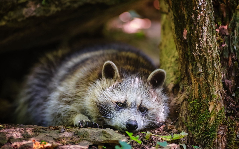 portrait, focus on foreground, grass, raccoon, no people, animal themes, whisker, animal wildlife, gray, snout, small, mammal, 1080P, vertebrate, paw