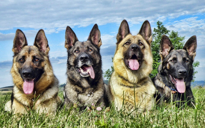 purebred Dog, animal Tongue, portrait, two animals, dogs, mouth open, lie down, grass, group of animals, domestic, german Shepherd, color, pets, black Color