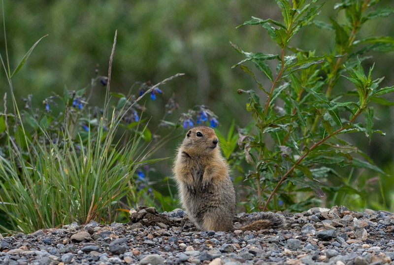 wild, cute, animal, one animal, vertebrate, animals in the wild, portrait, usa, arctic, forest, field, land, wildlife, denali national park preserve, lewandowski