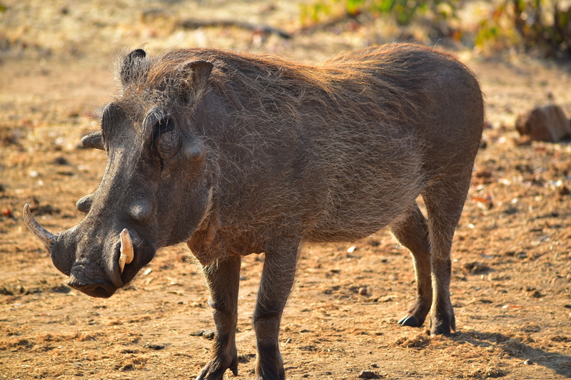 herbivorous, animals in the wild, standing, safari, wild, sunlight, animal themes, nature, photography, focus on foreground, side view, field, animal wildlife