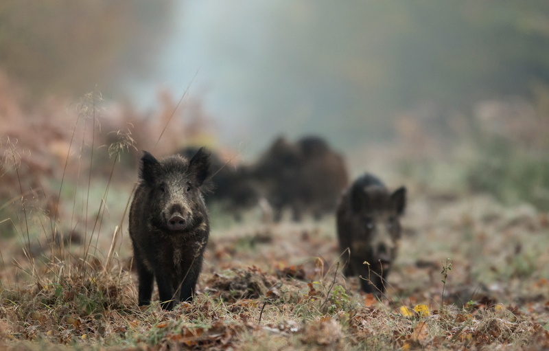 boars, forest, fog, 2K