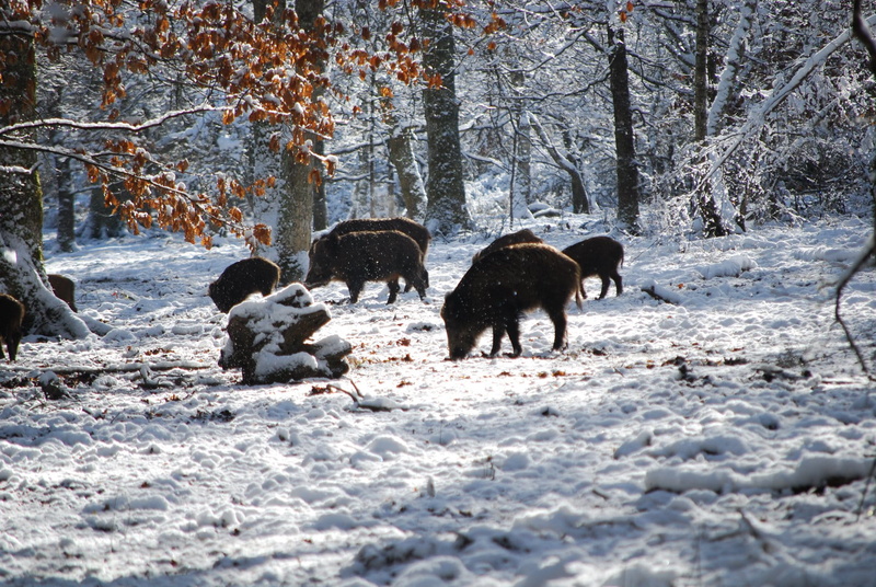 cold, mammals, frost, tree, mammal, winter landscape, season, countryside, frozen, animals in the wild, winter, scene, cold temperature, snowy, vertebrate