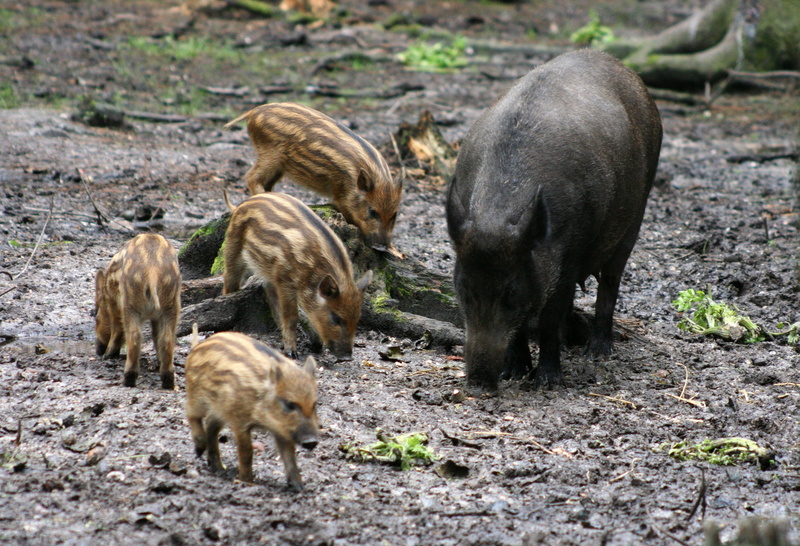 group of animals, vertebrate, 2K, nature, rallones, herbivorous, animals in the wild, Animales, domestic, no people, day, field, animal wildlife, Crias