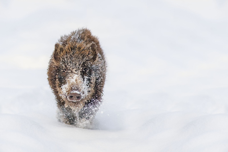 animal themes, water, snow, snowing, day, animal, looking at camera, winter, vertebrate, dog, 1080P, animal head, animal wildlife, outdoors, pets, boar